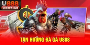 đá gà u888