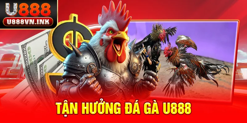 đá gà u888